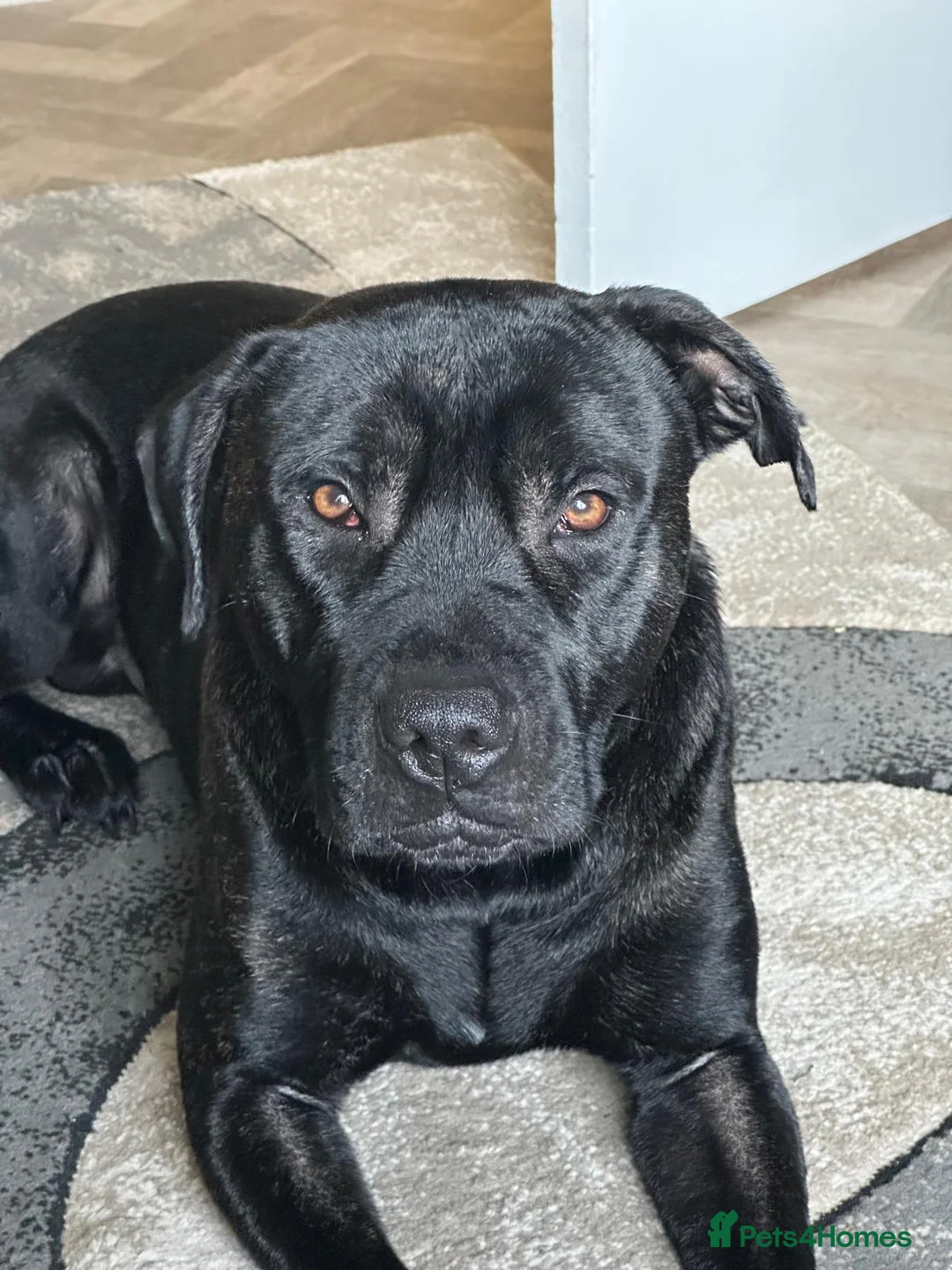 Staffordshire Bull Terrier dogs for sale: SOLD.  - Advert 17