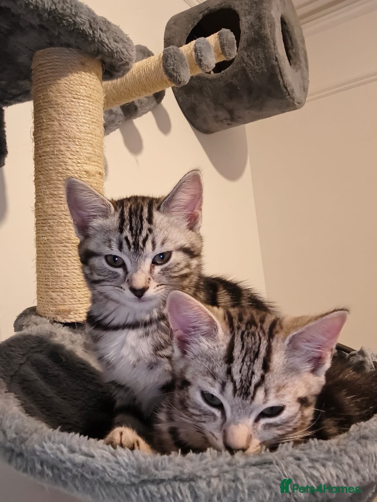 British Shorthair cats Beautiful kitten ready to go🐈❣️ - Advert 6