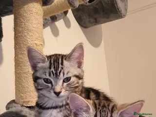 British Shorthair cats Beautiful kitten ready to go🐈❣️ - Advert 1