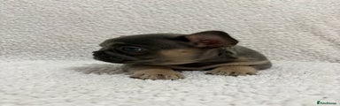 French Bulldog Puppy 1