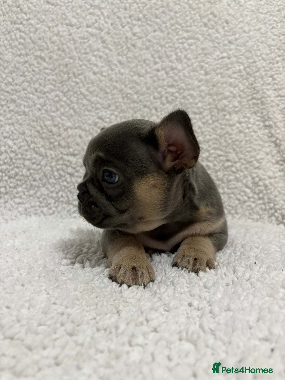 French Bulldog dogs for sale: French bulldog puppies  - Advert 6