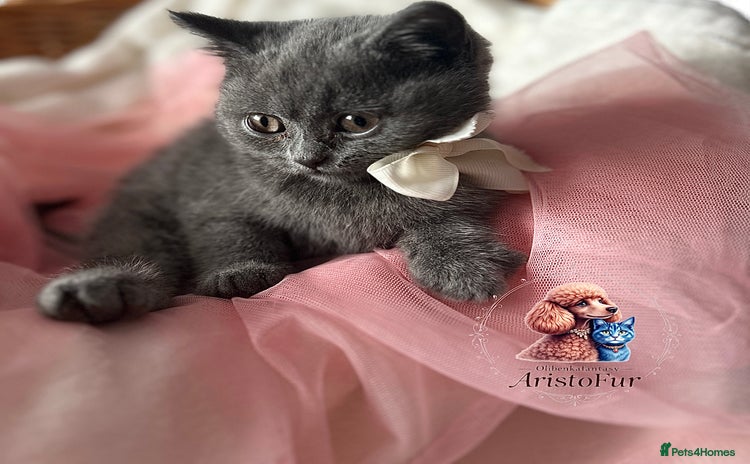 British Shorthair cats - Advert 1