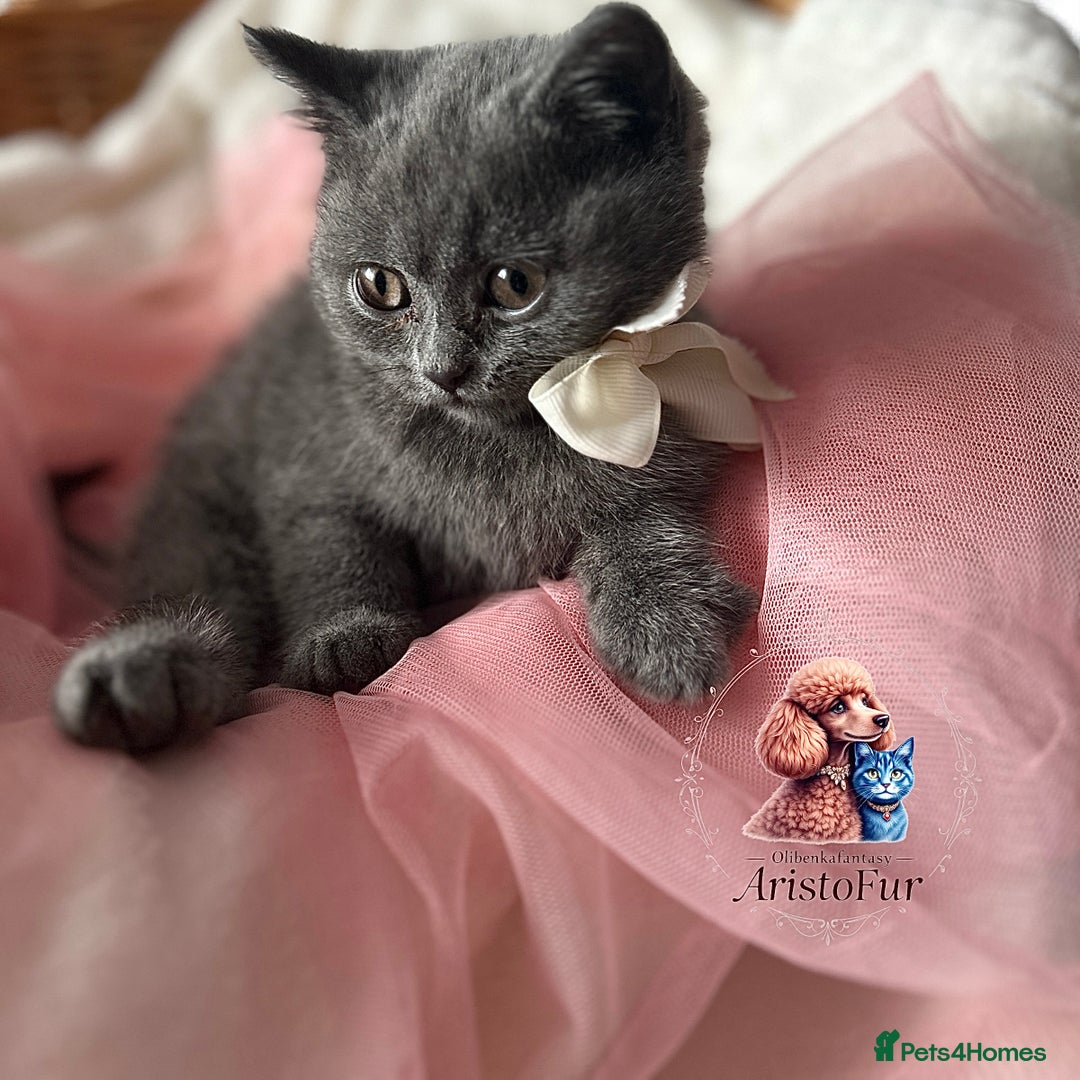 British Shorthair cats for sale: 🐾 Blue British Shorthair Kittens  🐾 - Image 1