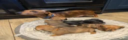 Miniature Dachshund dogs for sale: Miniature Dachshund pups  in Llanybydder - Advert 26