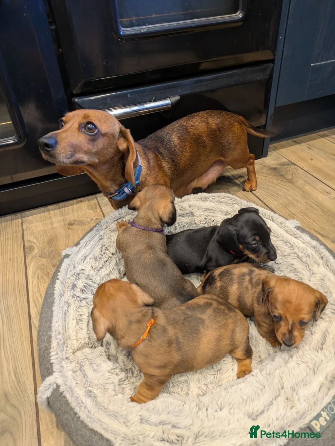 Miniature Dachshund dogs for sale: Miniature Dachshund pups  in Llanybydder - Advert 26