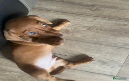 Miniature Dachshund dogs for sale: “Urgent homes needed! – Miniature Dashchunds - Image 6