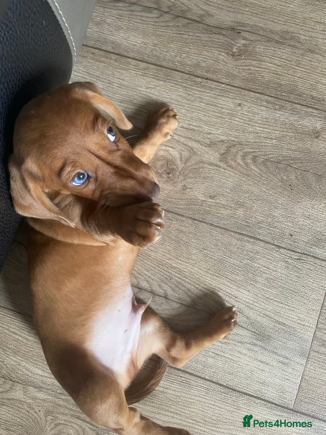 Miniature Dachshund dogs for sale: “Urgent homes needed! – Miniature Dashchunds - Image 6