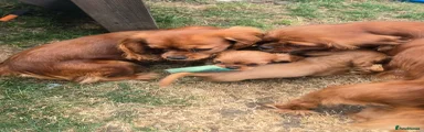 Cavalier King Charles Spaniel 6