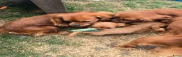 Cavalier King Charles Spaniel dogs for sale: Beautiful pups - Advert 14