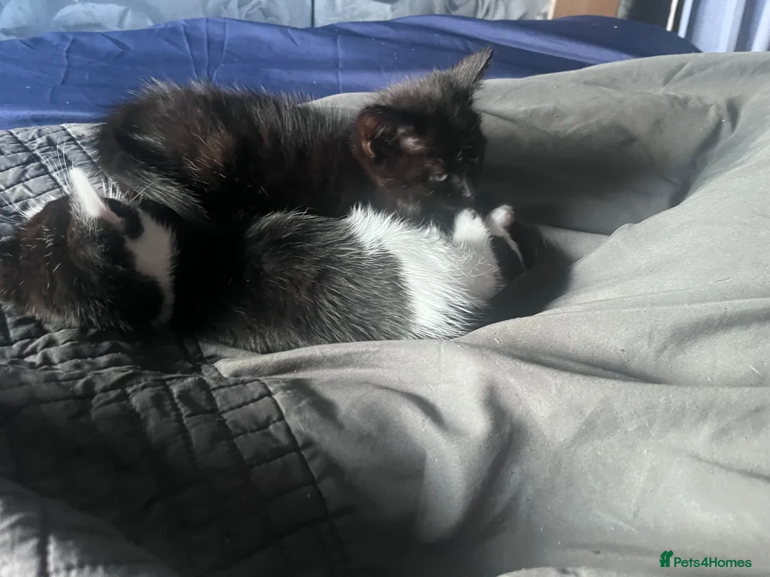 Mixed Breed cats for sale: Stunning 8 week old Tuxedo Male Kittens Available  - Advert 15