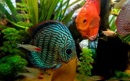 Killifish fish for sale: the fish that are in the photo Read the descriptio - Advert 17
