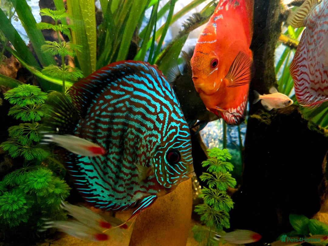 Killifish fish for sale: the fish that are in the photo Read the descriptio - Advert 17