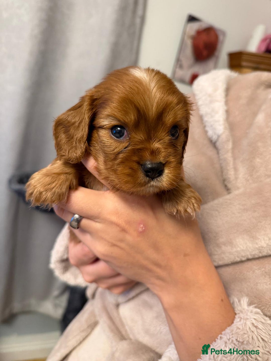 Cavalier King Charles Spaniel dogs for sale: Beautiful KC Registered Boy ✨ Health Tested ✨ - Advert 27
