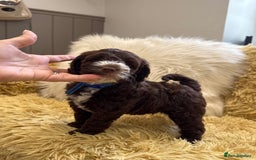Mixed Breed dogs for sale: Mega Coated Schnockerpoo puppies - Image 28
