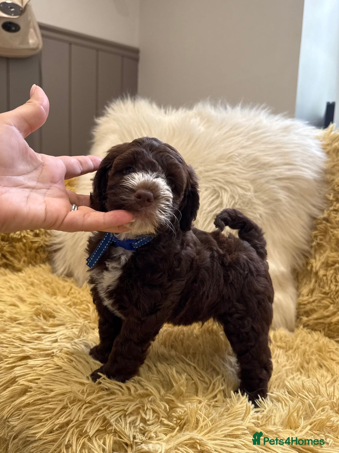 Mixed Breed dogs for sale: Mega Coated Schnockerpoo puppies - Image 28