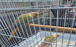 Conures birds for sale: Proven pair conure - Image 4