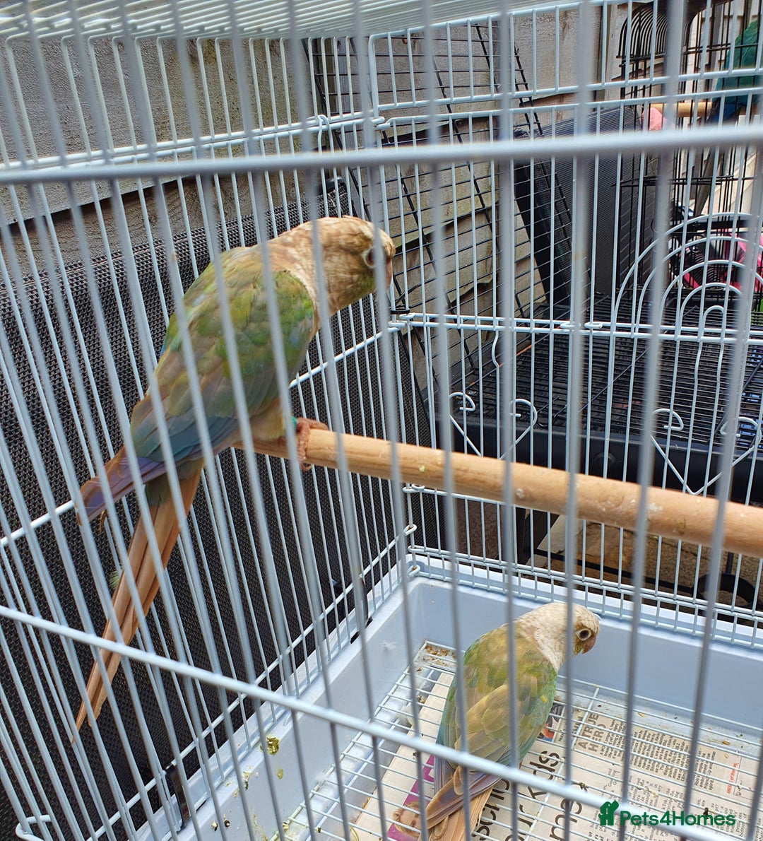 Conures birds for sale: Proven pair conure - Image 4