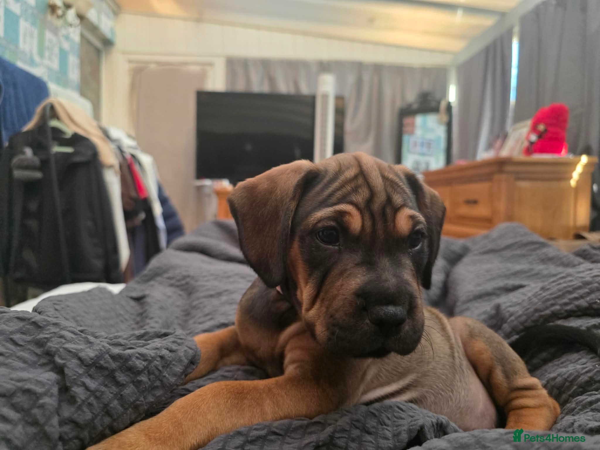 Mixed Breed dogs Sprocker spaniel x Frenchie-Pei  - Advert 12