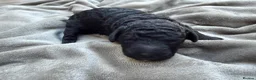 Mini Goldendoodle dogs for sale: Beautiful miniature F2b goldendoodles.  - Advert 16