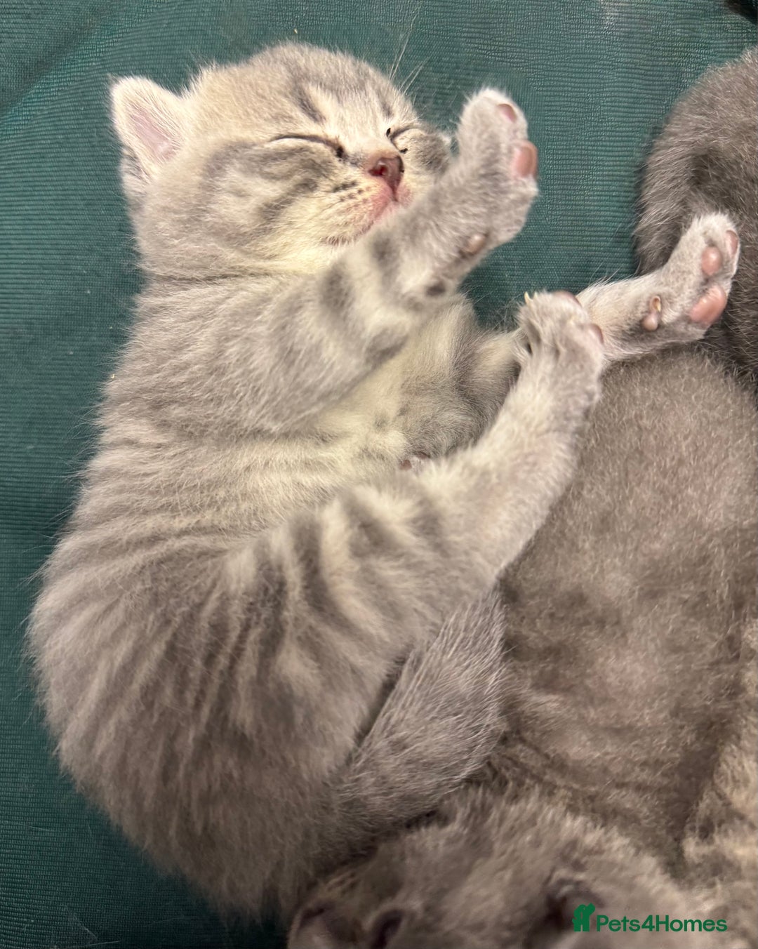 British Shorthair cats for sale: British shorthaired kittens - Image 3