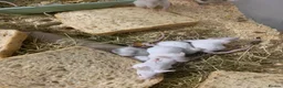 Mouse rodents for sale: Let fancy mice  - Advert 10