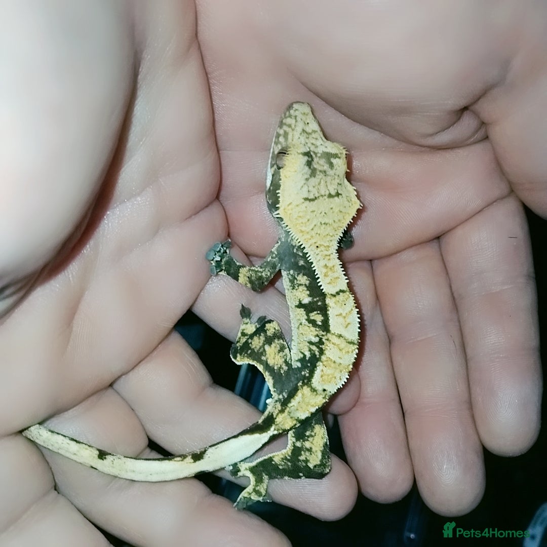 Gecko reptiles for sale: Crested  - Image 20