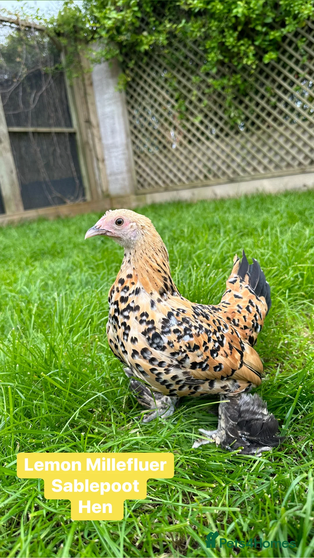 Chickens poultry for sale: Pure breed bantam hens at point of lay - Advert 18