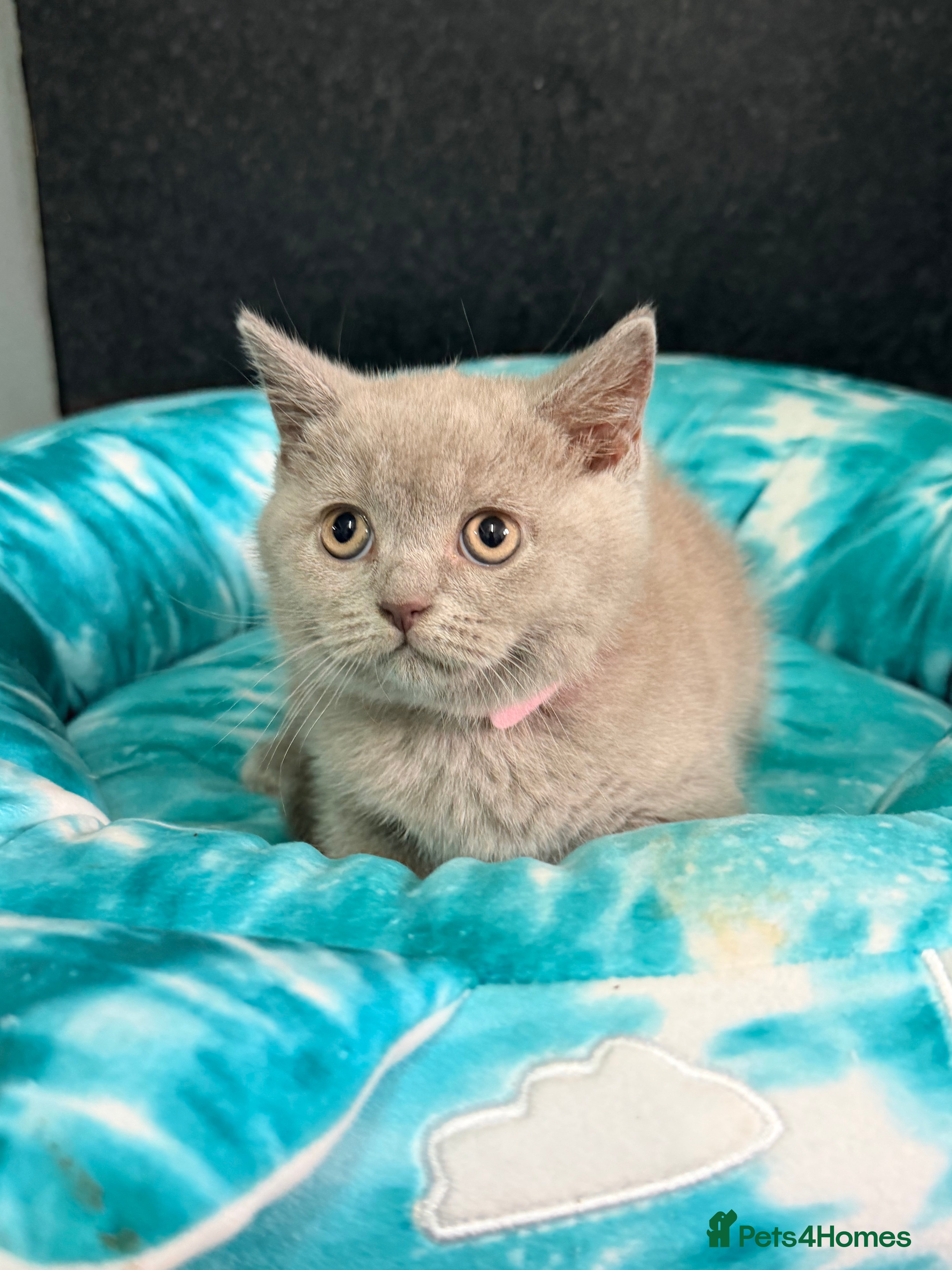 British Shorthair cats Fluffy BSH Kittens READY NOW - Advert 2