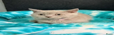 British Shorthair 4