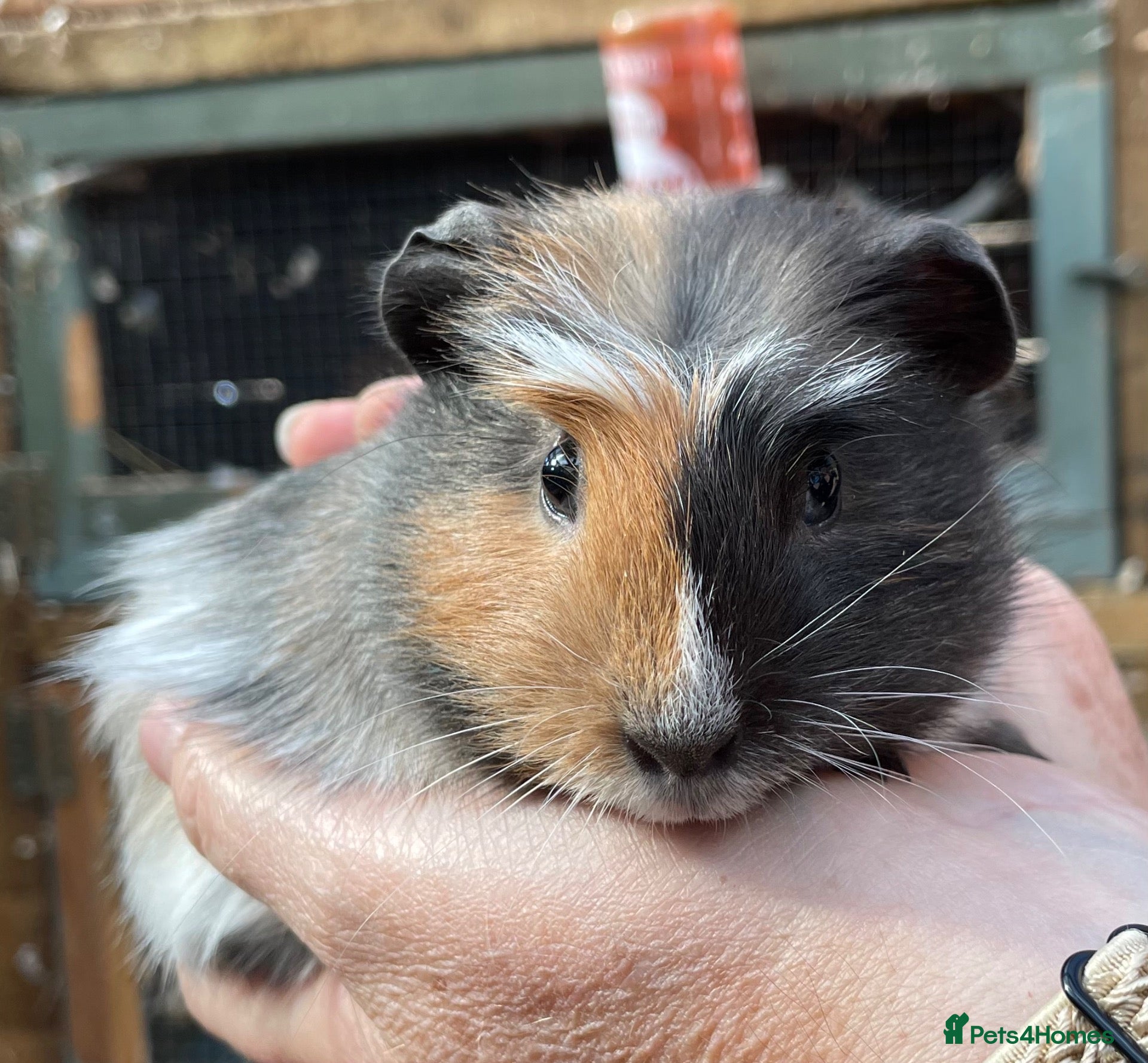 Guinea Pig rodents Baby guinea pigs  - Advert 7