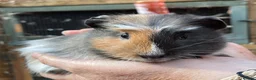 Guinea Pig rodents for sale: Baby guinea pigs  - Advert 1