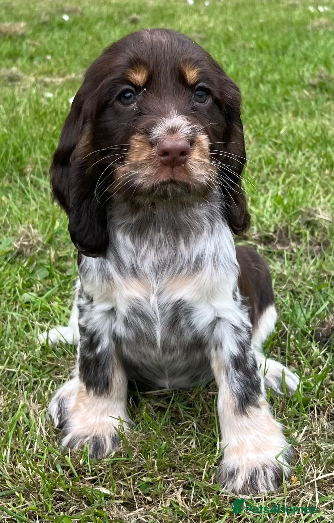 Cocker Spaniel dogs for sale: Show Cocker Puppies  - Advert 2