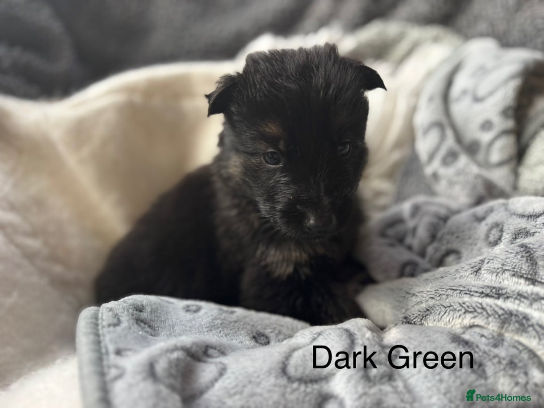 German Shepherd dogs for sale: KC REGISTERED GERMAN SHEPHERD PUPPIES FOR SALE - Image 7