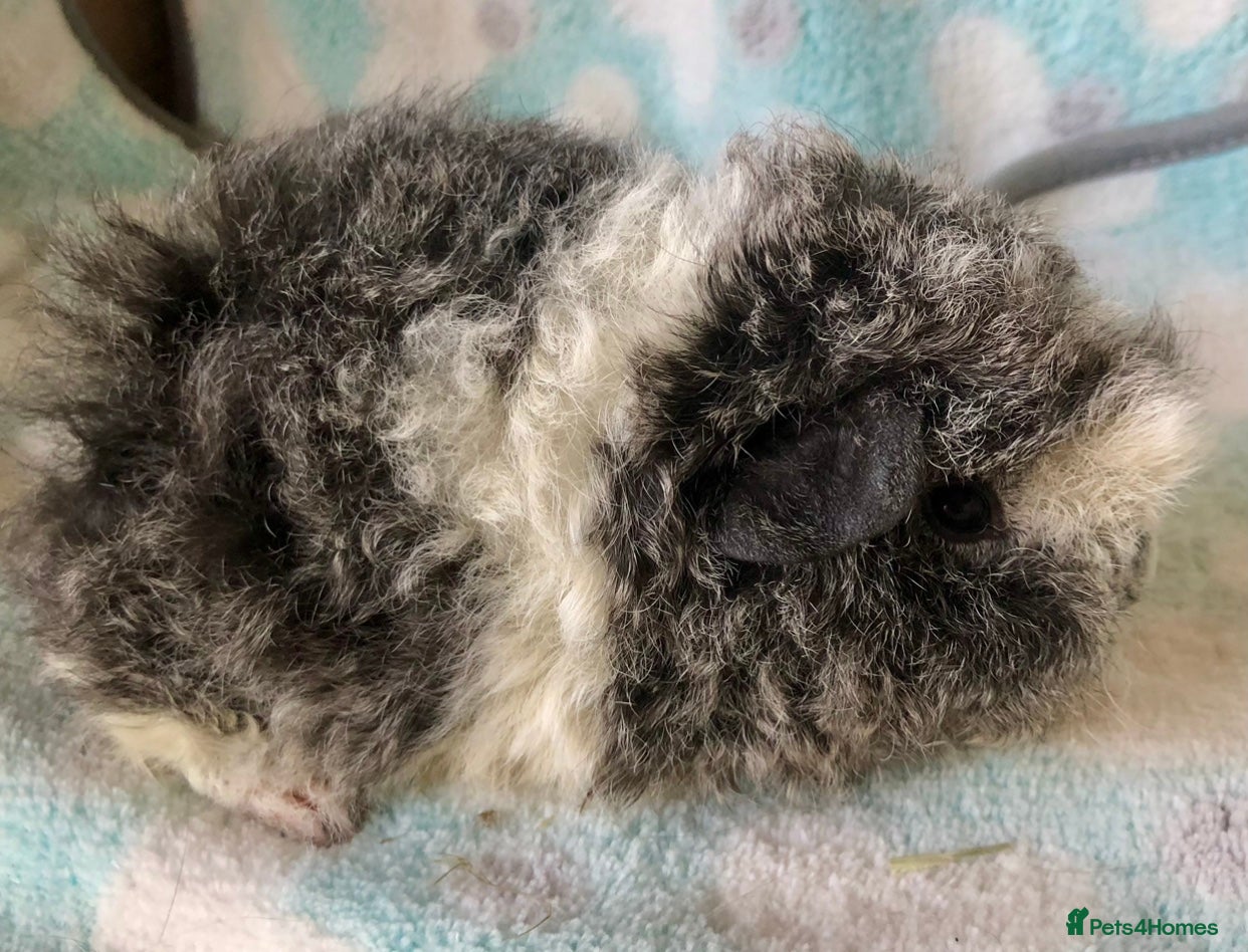Guinea Pig rodents for sale: Beautiful Peruvian and Alpaca baby boars  - Advert 3
