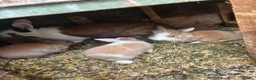 Mixed Breed rabbits for sale: Baby rabits in Bargoed - Advert 5