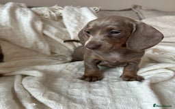 Miniature Dachshund dogs for sale: Miniature dachshunds - Image 11