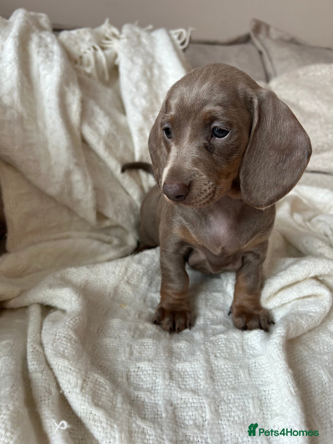 Miniature Dachshund dogs for sale: Miniature dachshunds - Image 11
