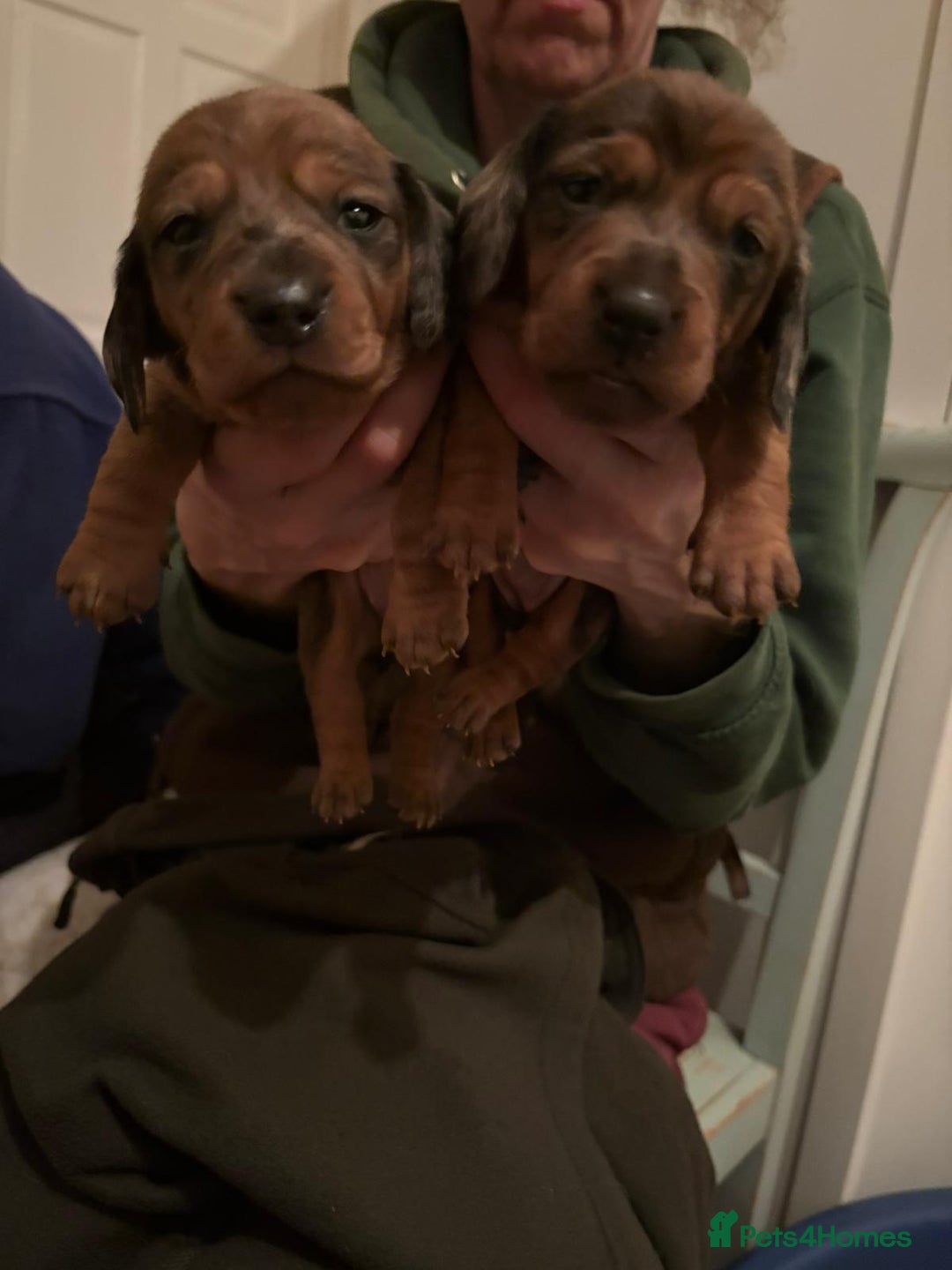 Dachshund dogs for sale: Adorable miniature dachshunds NOW BEEN REDUCED  - Advert 5