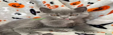 British Shorthair 💚