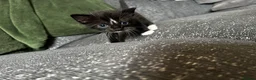 Mixed Breed cats for sale: 3 male kittens for sale  - Advert 10