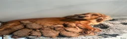 Cockapoo dogs for sale: 5⭐️ Licensed breeder. F1 cockapoo PRA Clear - Advert 30