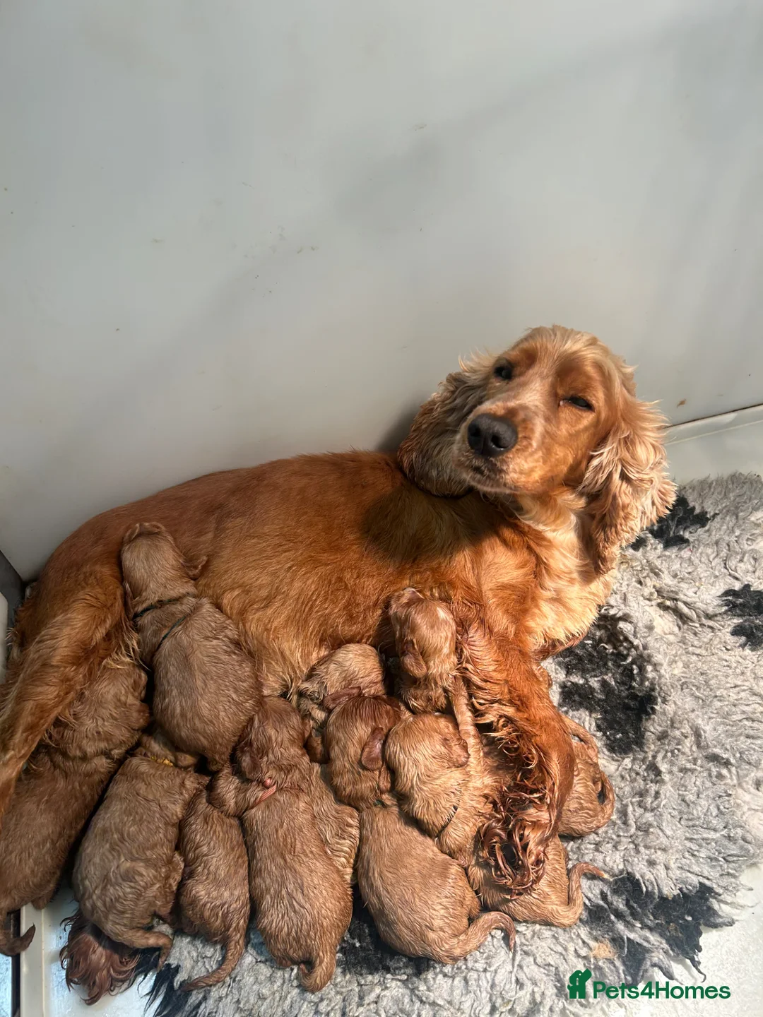 Cockapoo dogs for sale: 5⭐️ Licensed breeder. F1 cockapoo PRA Clear - Advert 30