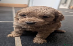 Cockapoo dogs for sale: Beautiful Cockapoo Puppies  - Image 15