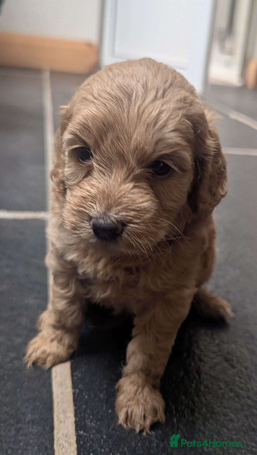 Cockapoo dogs for sale: Beautiful Cockapoo Puppies  - Image 15