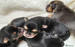 Jack Russell dogs for sale: Adorable Jack Russell Puppies for Sale! - Image 10