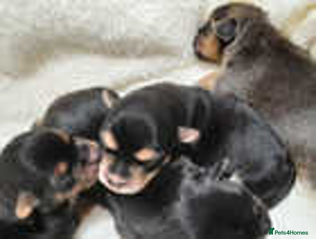 Jack Russell dogs for sale: Adorable Jack Russell Puppies for Sale! - Image 10