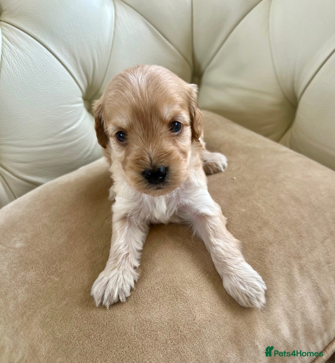 Cockapoo dogs for sale: 4⭐️Licensed Breeder Cockapoo Puppies - Image 10