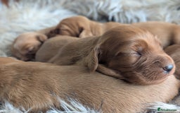 Cocker Spaniel dogs for sale: Deep Red Cocker Spaniel puppies for sale - Image 6