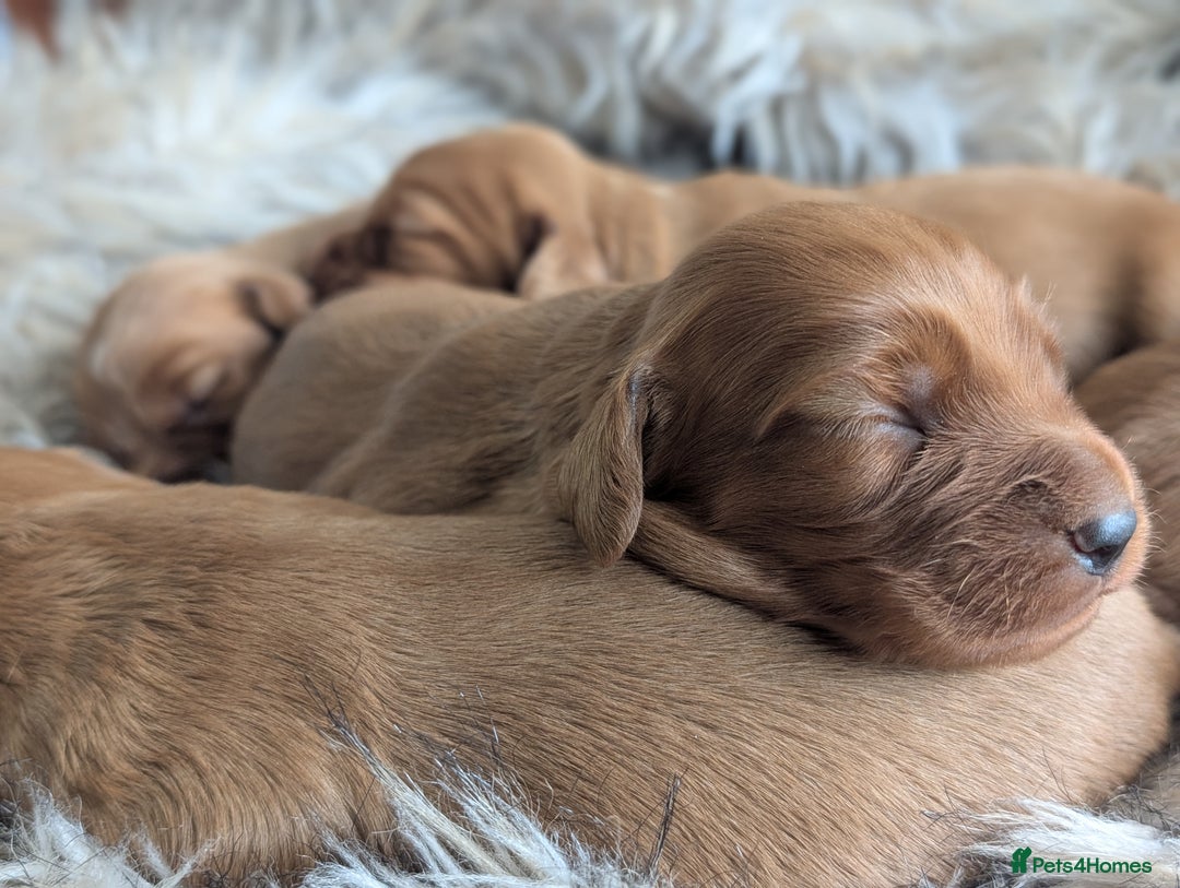 Cocker Spaniel dogs for sale: Deep Red Cocker Spaniel puppies for sale - Image 6