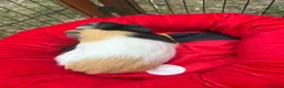 Guinea Pig rodents for sale: 3 Male guinea pigs  in Newark - Advert 4